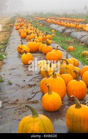 PUMPKINS IN FOGGY FIELD AT THE END OF THE SEASON ON WASHINGTON FARMS WATKINSVILLE, GA Stock Photo