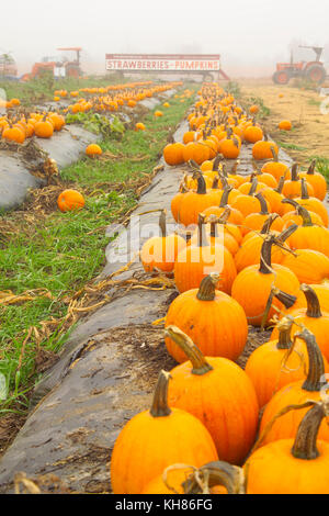 PUMPKINS IN FOGGY FIELD AT THE END OF THE SEASON ON WASHINGTON FARMS WATKINSVILLE, GA Stock Photo