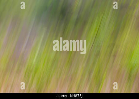 Abstract shot of grass made with soft blurred effect.Slow speed to create motion effect. Stock Photo
