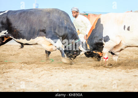 Fujairah, UAE, April 1, 2016: bulls are fighting in a traditional event in Fujairah, UAE Stock Photo