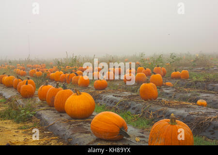PUMPKINS IN FOGGY FIELD AT THE END OF THE SEASON ON WASHINGTON FARMS WATKINSVILLE, GA Stock Photo