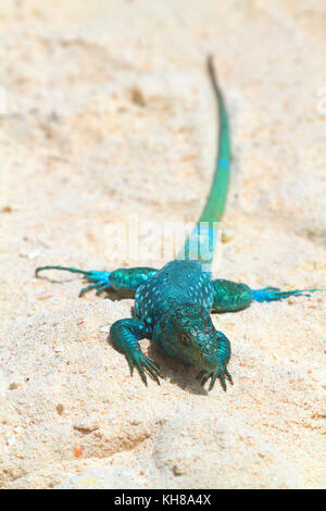 Blue lizard from Aruba. Aruban Whiptail lizard (Cnemidophorus arubensis