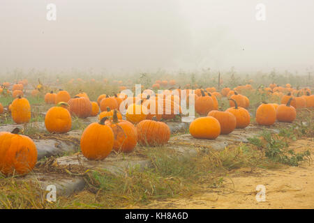 PUMPKINS IN FOGGY FIELD AT THE END OF THE SEASON ON WASHINGTON FARMS WATKINSVILLE, GA Stock Photo