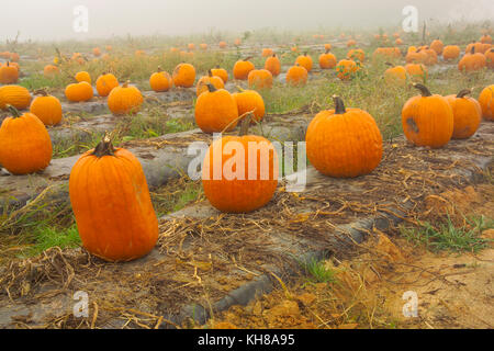 PUMPKINS IN FOGGY FIELD AT THE END OF THE SEASON ON WASHINGTON FARMS WATKINSVILLE, GA Stock Photo