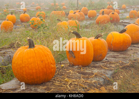 PUMPKINS IN FOGGY FIELD AT THE END OF THE SEASON ON WASHINGTON FARMS WATKINSVILLE, GA Stock Photo
