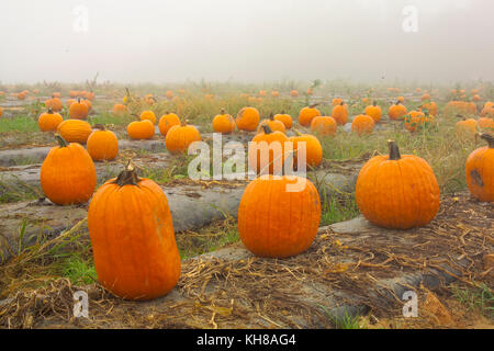 PUMPKINS IN FOGGY FIELD AT THE END OF THE SEASON ON WASHINGTON FARMS WATKINSVILLE, GA Stock Photo