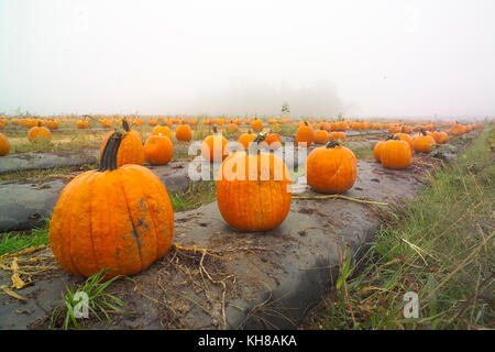 PUMPKINS IN FOGGY FIELD AT THE END OF THE SEASON ON WASHINGTON FARMS WATKINSVILLE, GA Stock Photo
