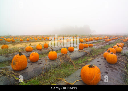 PUMPKINS IN FOGGY FIELD AT THE END OF THE SEASON ON WASHINGTON FARMS WATKINSVILLE, GA Stock Photo