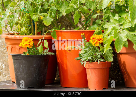 Close up of cherry tomato plants growing in pots with french marigold flowers to deter/repel garden pests aphids, United Kingdom Stock Photo