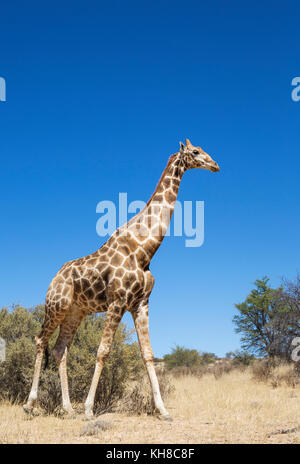 Southern Giraffe (Giraffa giraffa), aged male, Kalahari Desert, Kgalagadi Transfrontier Park, South Africa Stock Photo