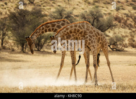 Southern Giraffe (Giraffa giraffa giraffa), fighting males in the dry Auob riverbed, Kalahari Desert Stock Photo
