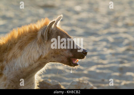 Spotted Hyaena (Crocuta crocuta), at waterhole, Portrait, Kalahari Desert, Kgalagadi Transfrontier Park, South Africa Stock Photo