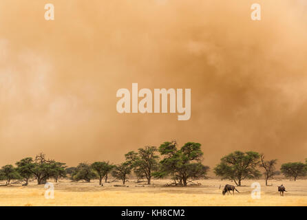 Blue Wildebeest (Connochaetes taurinus), at the edge of a sandstorm in the dry Nossob riverbed with camelthorn trees (Acacia Stock Photo