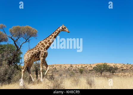 Southern Giraffe (Giraffa giraffa), aged male, Kalahari Desert, Kgalagadi Transfrontier Park, South Africa Stock Photo