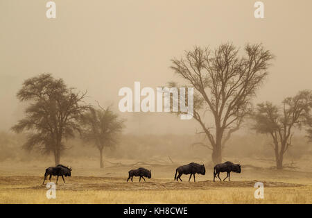 Blue Wildebeest (Connochaetes taurinus), roaming in a sandstorm in the dry Nossob riverbed with camelthorn trees (Acacia Stock Photo