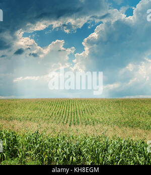 dramatic sky over maize field Stock Photo