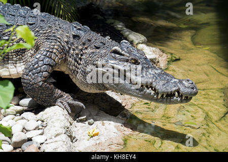 Siamese Crocodile (Crocodylus siamensis), Thailand   *** Local Caption ***  reptile,crocodylus siamensis,head,teeth,fang,portrait Stock Photo