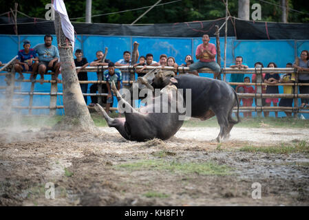 Thailand, fighting Buffalo (Bubalus bubalis), Fighting *** Local Caption ***  mammal,domestic animal,water buffalo,bull,bubalus bubalis,fight,fighting Stock Photo