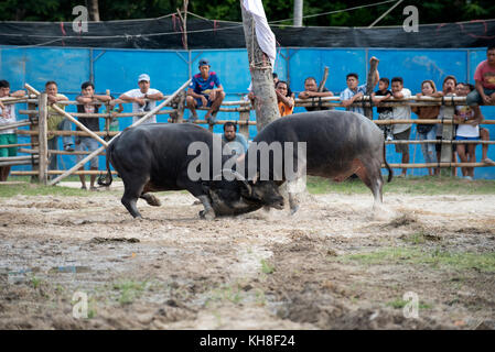 Thailand, fighting Buffalo (Bubalus bubalis), Fighting *** Local Caption ***  mammal,domestic animal,water buffalo,bubalus bubalis,fight,koh samui Stock Photo