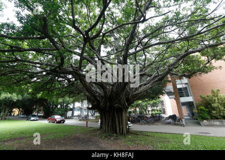 The banyan tree conversation project of NCKU, Taiwan. Stock Photo