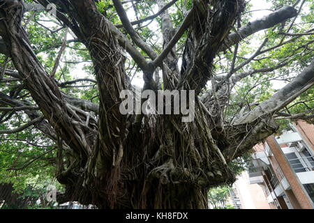 The banyan tree conversation project of NCKU, Taiwan. Stock Photo