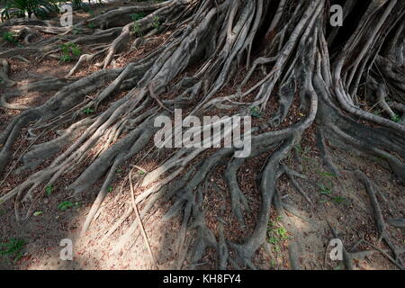 The banyan tree conversation project of NCKU, Taiwan. Stock Photo