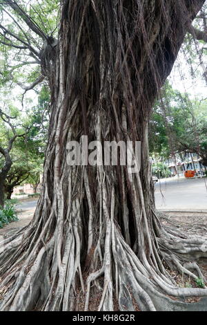 The banyan tree conversation project of NCKU, Taiwan. Stock Photo