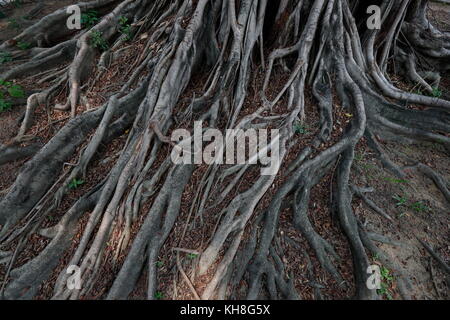 The banyan tree conversation project of NCKU, Taiwan. Stock Photo