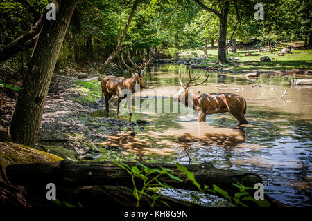 Deer fight in the river Stock Photo