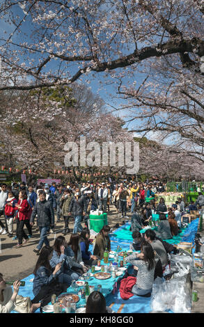 Japan, Tokyo City, Ueno district, Ueno Park, celebrating cherry blossoms *** Local Caption *** Celebration, Cherry Blossoms, colorful, crowd, famous,  Stock Photo