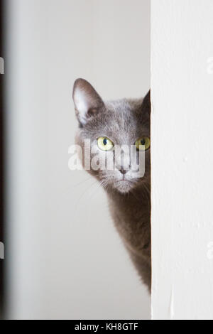 Russian blue cat inside the house Stock Photo