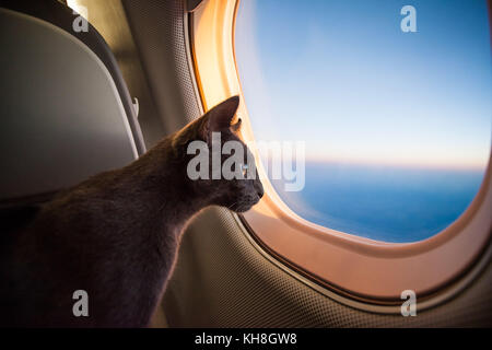 Russian blue cute cat portrait Stock Photo
