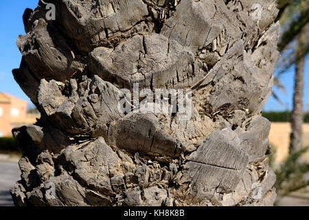 Close-up of a palm tree trunk texture Stock Photo