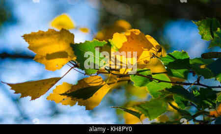Autumn play of light and shadows on the birch branch. Betula. Beautiful yellow and green lighted tree leaves with blurred blue sky in the background. Stock Photo