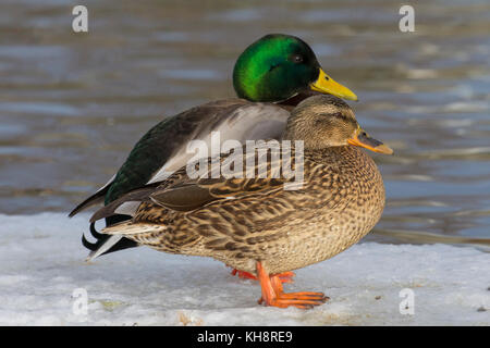 Mallard (Anas platyrhynchos) couple, male and female standing on ice along lake Stock Photo