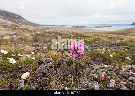 Woolly lousewort / Arctic hairy lousewort (Pedicularis dasyantha / Pedicularis lanata ssp. dasyantha) hemiparasite flowering on the tundra, Svalbard Stock Photo