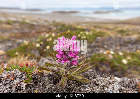 Woolly lousewort / Arctic hairy lousewort (Pedicularis dasyantha / Pedicularis lanata ssp. dasyantha) hemiparasite flowering on the tundra, Svalbard Stock Photo