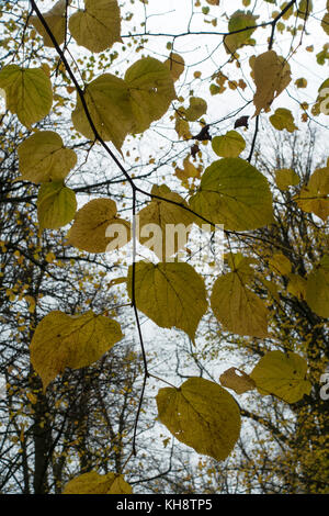 Lime Tree Leaves in Autumn Colours and Tints in Shipton under Wychwood Oxfordshire England United Kingdom UK Stock Photo