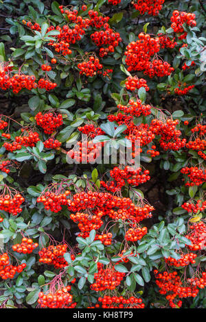 A Closeup of a Cotoneaster Tree with Bright Red Berries in Autumn in a Garden at Shipton under Wychwood Oxfordshire England United Kingdom UK Stock Photo