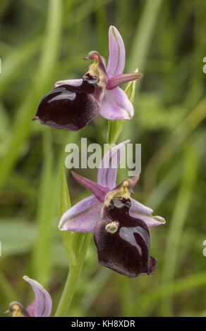 Horseshoe Orchid, Ophrys ferrum-equinum, in flower, Peloponnese, Greece. Stock Photo