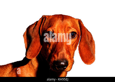 red dog portrait of a year symbol on a white background , Chinese horoscope, astrology, dachshund Stock Photo