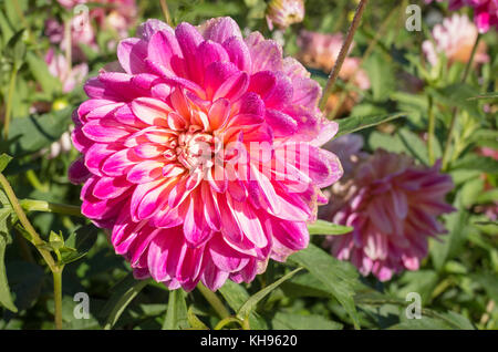 Close up of a flower on Dahlia Kalinka with early morning dew Stock Photo