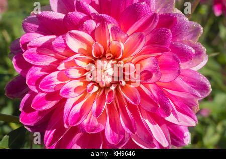 Close up of a flower on Dahlia Kalinka early morning dew Stock Photo