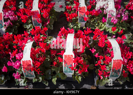 Small baskets of bedding cyclamen for sale in an English garden centre in October Stock Photo