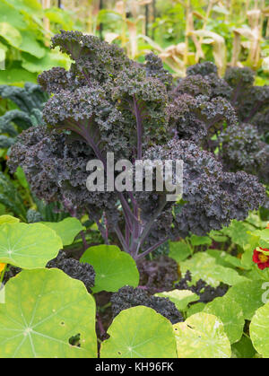 Black Kale growing in a small potager demonstration garden in Devon UK Black Kale growing in a small potager demonstration garden in Devon UK