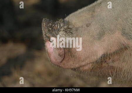 Snout closeup Stock Photo