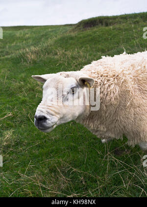 dh Texel Ram SHEEP UK Ram grass field livestock scotland Stock Photo