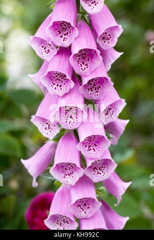 Digitalis purpurea. Foxgloves in the garden. Stock Photo