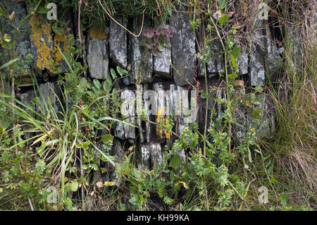 Traditional drystone walls made from slate on the Cornish and Devonshire coast. Stock Photo