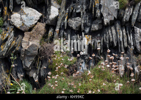 Traditional drystone walls made from slate on the Cornish and Devonshire coast. Stock Photo